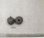 Click for 1 image(s) for this accession. FRUIT